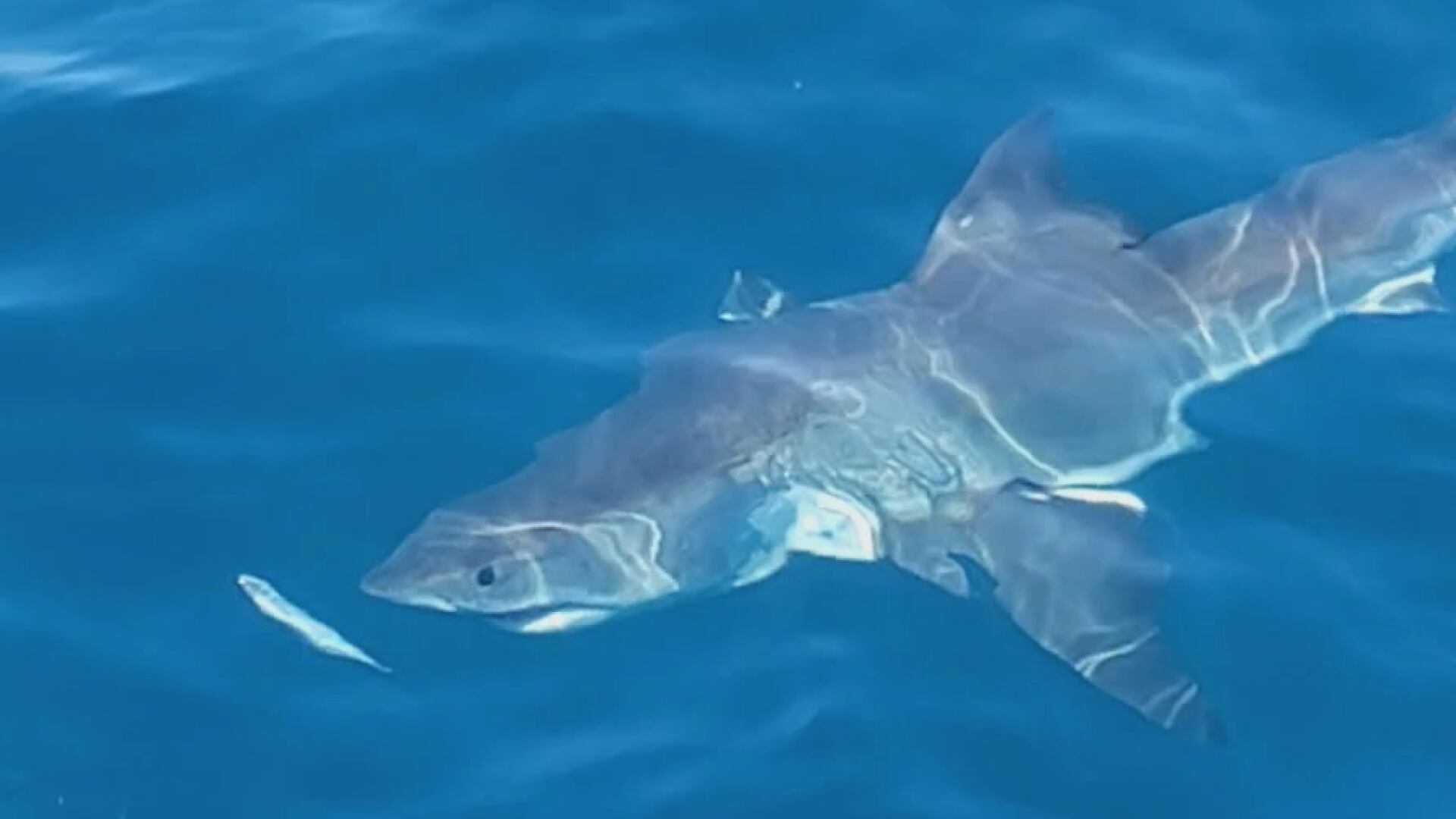 Crystal Coast sees increase in shark sightings