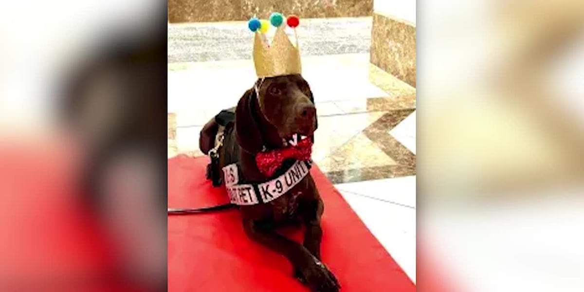 Meet the dog voted TSA's cutest canine meet-the-dog-voted-tsa-s-cutest-canine