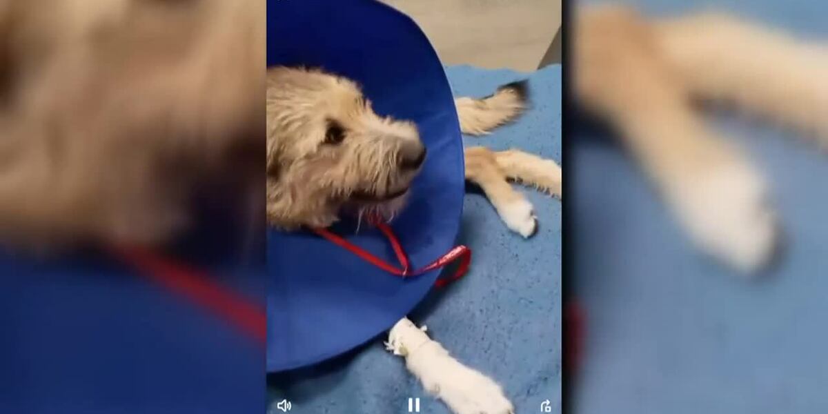 ‘Shocked’: Dog rushed to vet clinic after ingesting meth at park