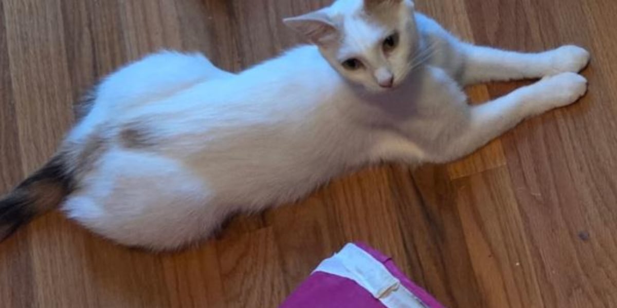 Saving Graces 4 Felines: Meet Cindy Lou