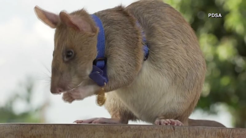 Demining rat in Cambodia gets gold medal for work