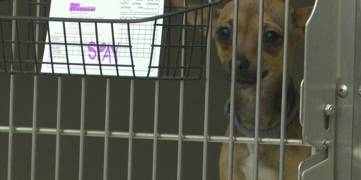 Spay and neuter clinic in Craven County offered to pets of first responders and military members Spay and neuter clinic in Craven County offered to pets of first responders and military members