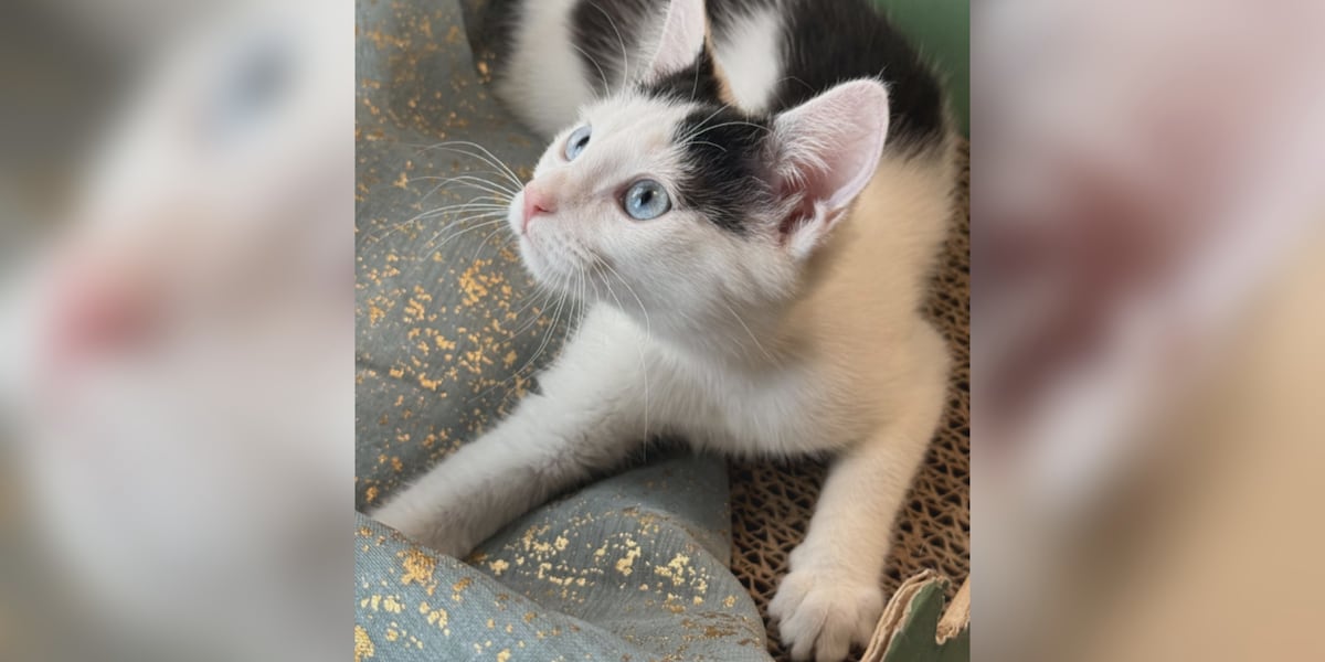 Saving Graces 4 Felines: Meet Harley Quinn
