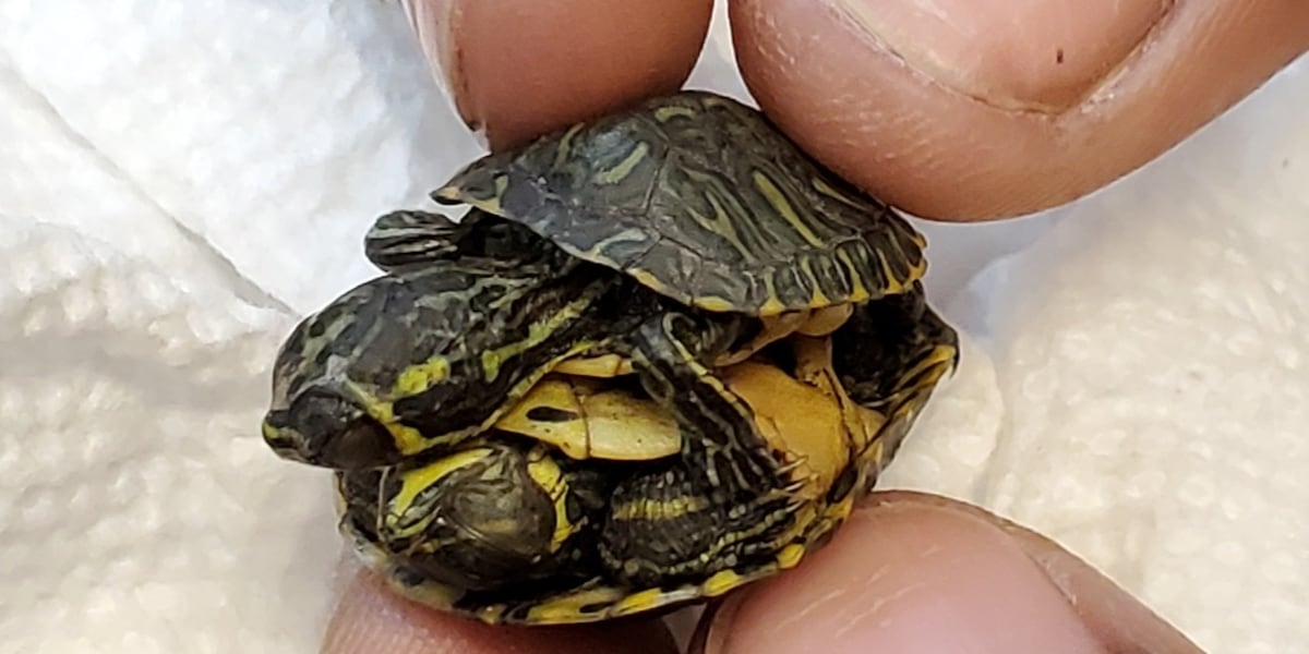 Conjoined Turtles Both conjoined turtles have died after separation, N.C. aquarium gains ...