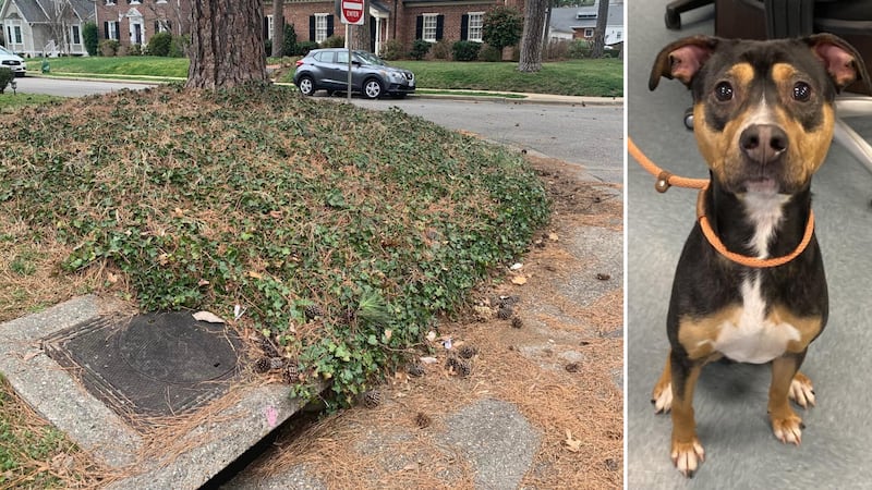 A dog that was found stuck in a drain in Virginia on Valentine’s Day is now up for adoption.