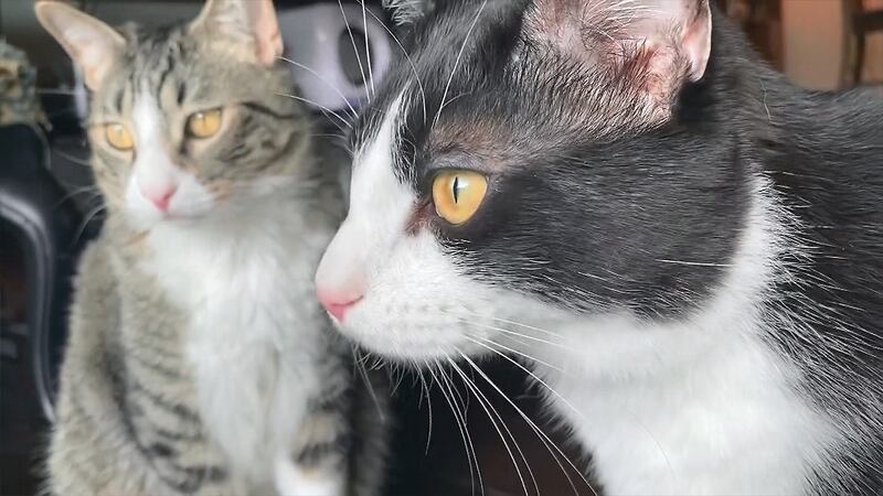Wayne Rabie Wayne County Animal Services hosts two rabies clinics Saturday