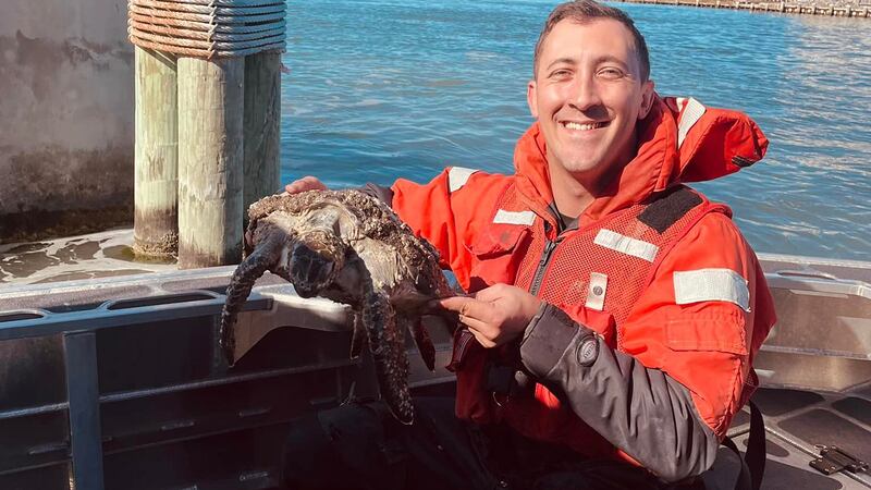 Coast Guard Station Hatteras Inlet said it was notified about the turtle in the ferry basin...