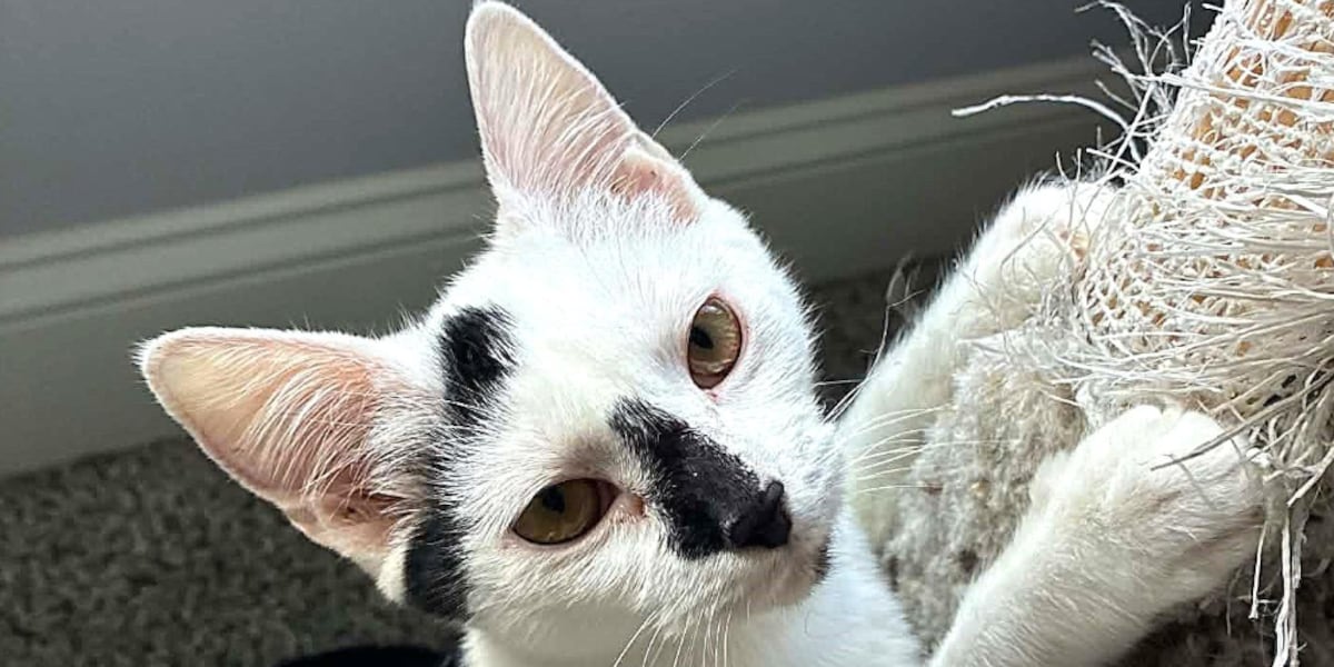 Saving Graces 4 Felines: Meet Sissy