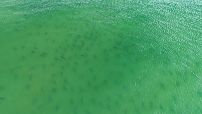 Adam Pflum took the drone video showing hundreds of sharks off the coast of Masonboro Island...