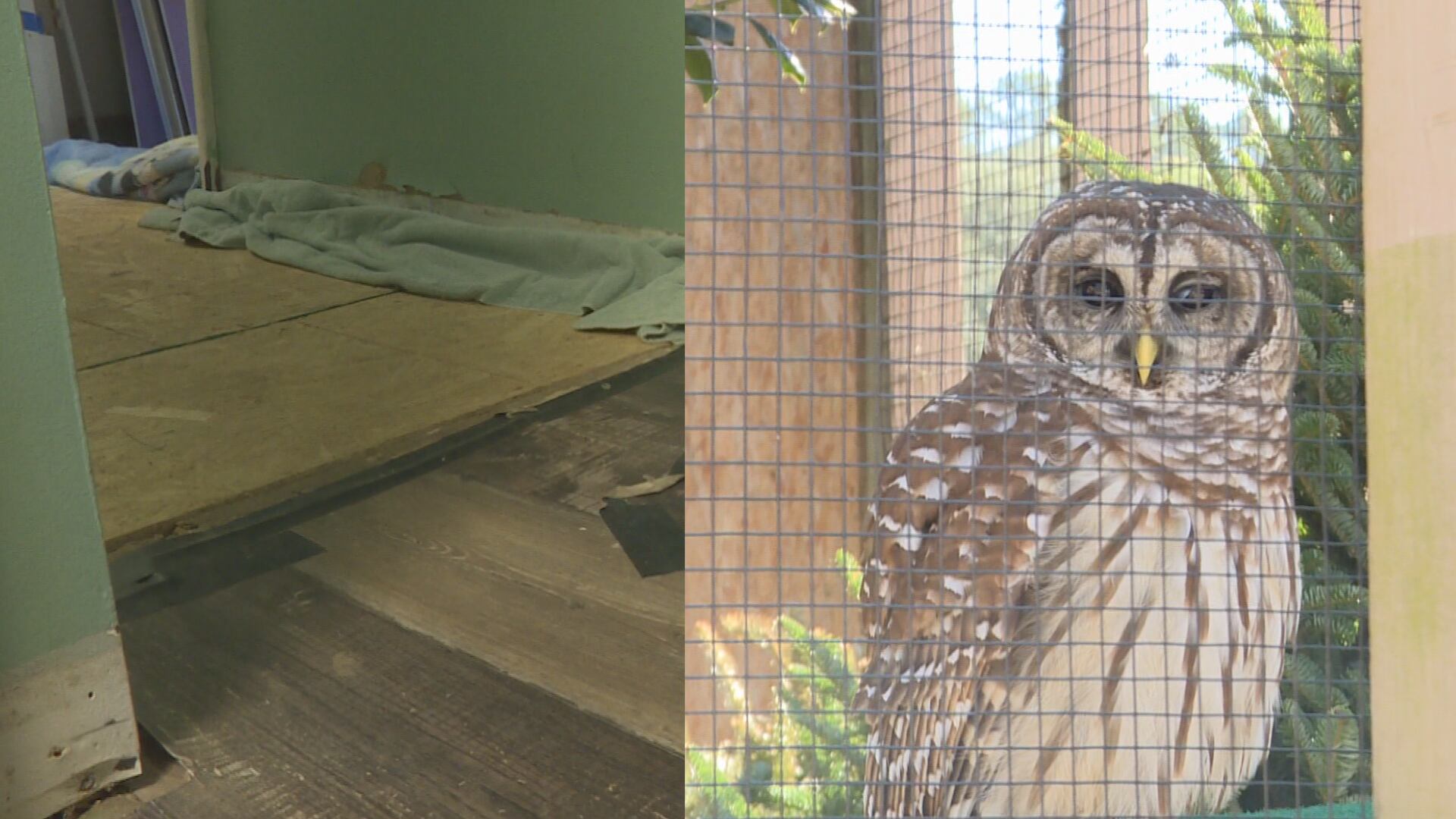 Carteret County Wildlife shelter seeks donations for repairs