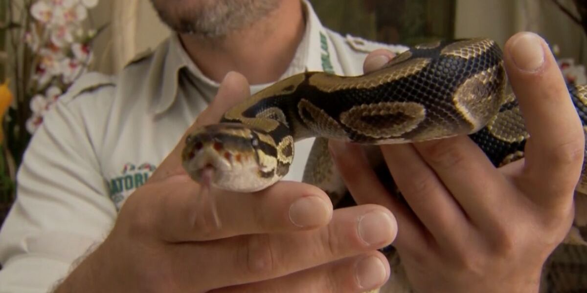 Slithery surprise: Python in the pantry