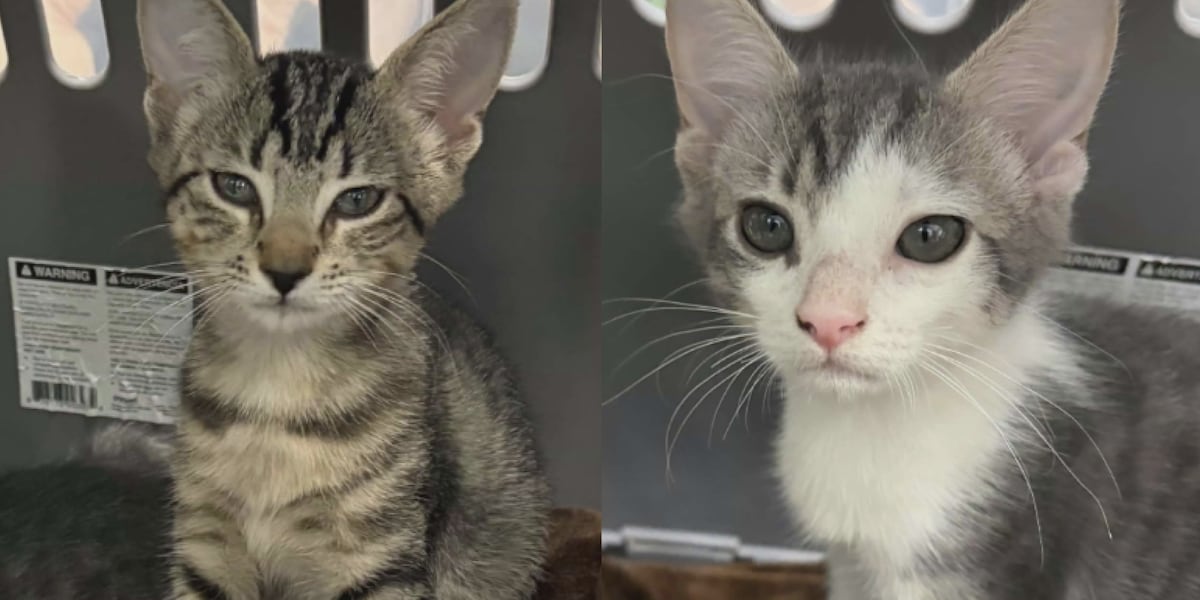 Saving Graces 4 Felines: Meet Dolly & Jolene