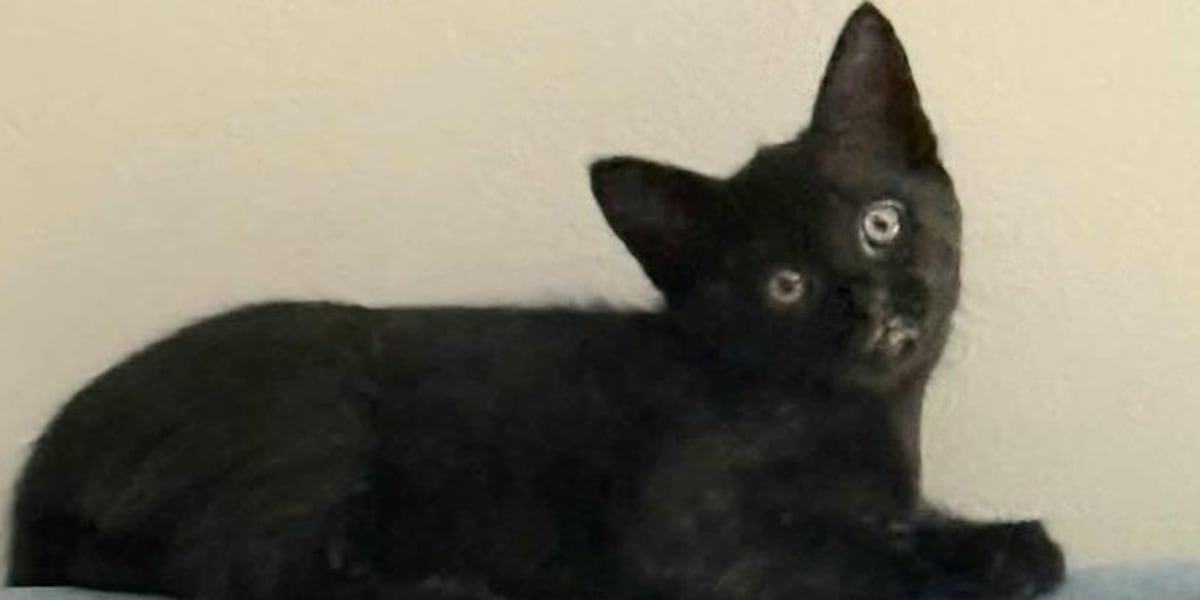 Saving Graces 4 Felines: Meet Gloria