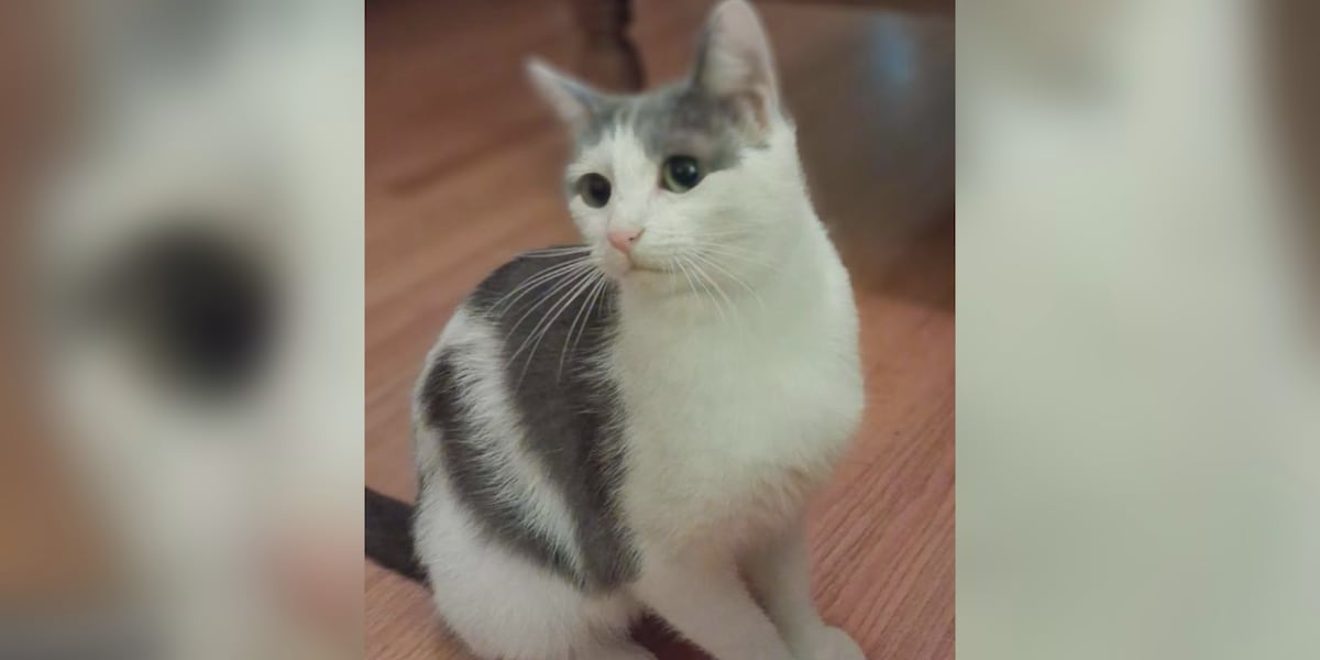 Saving Graces 4 Felines: Meet Dove