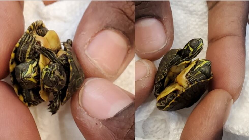 Conjoined Turtles UPDATE: Surgery to separate conjoined turtles saves one
