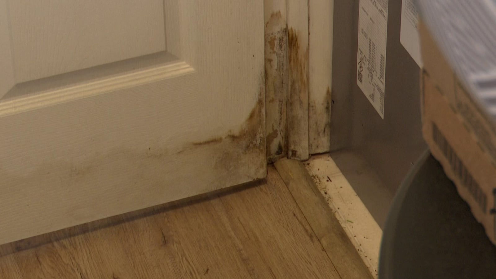 Onslow County renter says home has mold, termites; property manager ...
