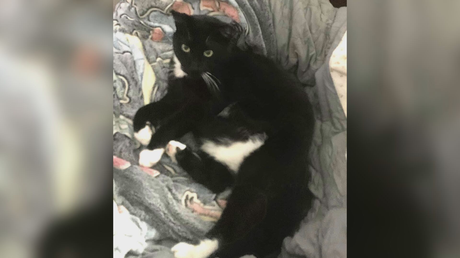 Saving Graces 4 Felines: Meet Charlie Chaplin