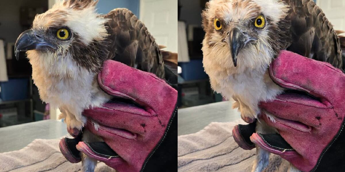 Injured bird found in middle of road recovering at OWLS Wildlife Center