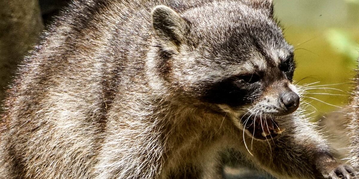 Crash Test Raccoon Raccoon tests positive for rabies in Craven County