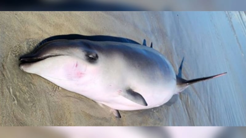 Whale calf found dead on shore after swallowing mylar balloon.