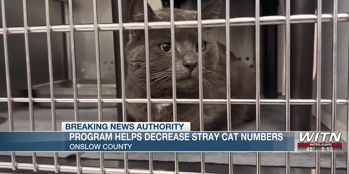 Stray Numbers Program helps decrease stray cat numbers