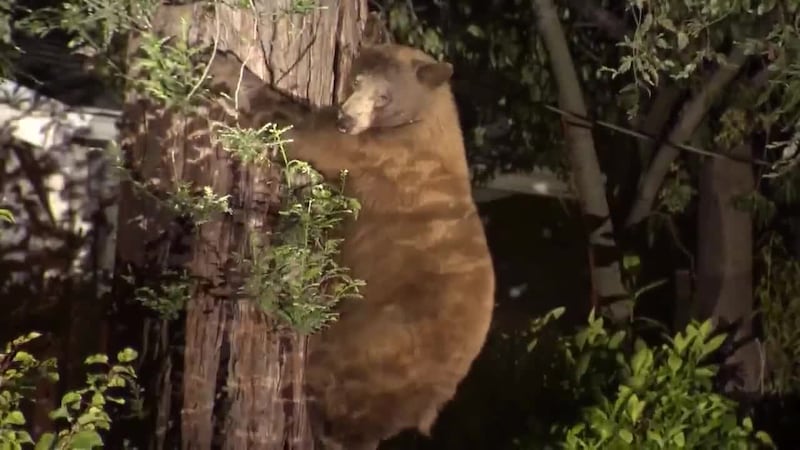 A black bear turned a quiet Southern California neighborhood into a weekend spectacle....