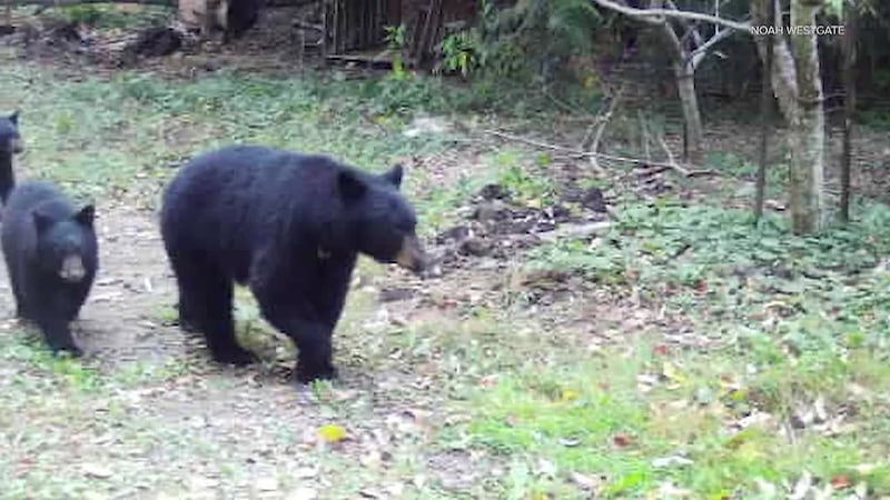 A 12-year-old boy stood his ground against an angry mama bear that attacked him in his...
